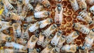 Corrientes: municipales molestaron a un enjambre de abejas en una plaza y un vecino murió tras sufrir picaduras