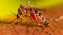 Imagen de Hallazgo del mosquito del dengue en Roca: «Como todavía no se ve una gran cantidad, no hay concientización de la población»