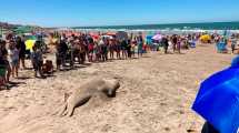Imagen de Video | Así volvió la elefanta marina al mar, en la tercera bajada de Las Grutas