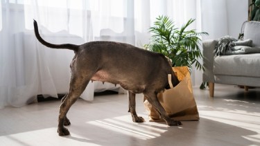 A qué se debe el movimiento de la cola de los perros y qué comunica