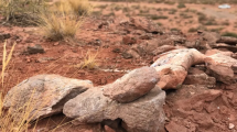 Imagen de Museo paleontológico de Añelo: 100 millones de años de prehistoria