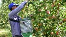 Imagen de Economías regionales en crisis tras la devaluación de Milei: qué dice el informe del Coninagro sobre la pera y la manzana