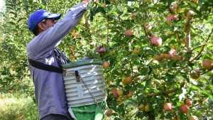 Economías regionales en crisis tras la devaluación de Milei: qué dice el informe del Coninagro sobre la pera y la manzana