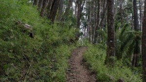 Restos humanos hallados en el parque Lanín: hoy comienza la autopsia