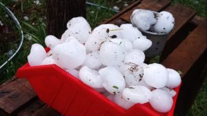 Video | Granizo en Río Colorado: «Dañó gravemente la producción», dijo Weretilneck