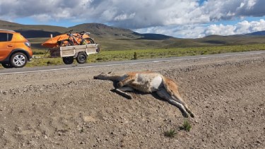 Preocupan los reiterados atropellamientos de guanacos en la Ruta 237. Foto: Gentileza Parques Nacionales. 