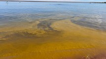 Imagen de Alerta roja por floración de algas contaminantes en El Chocón: las imágenes desde la costa