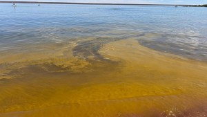 Alerta roja por floración de algas contaminantes en El Chocón: las imágenes desde la costa