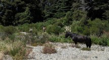 Imagen de Una comunidad mapuche y el Ejército denunciaron una ocupación junto a un lago en Bariloche