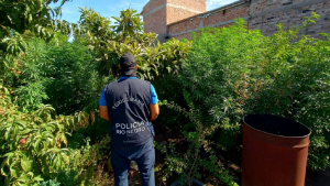 Allanamiento en Choele Choel: secuestran más de 70 plantas de marihuana