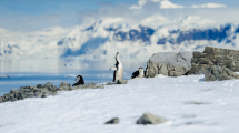Imagen de Científicos acampan en Antártida para estudiar glaciares, fósiles y rocas de hace millones de años