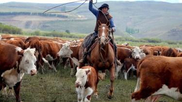 Un hombre de 60 años es el primer fallecido en Córdoba por encefalitis equina. Foto: ilustrativa, gentileza.