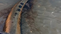 Imagen de Nuevo derrame de petróleo en Bahía Blanca: suspendieron la operación de la terminal portuaria