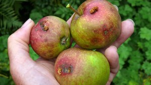 Cinco Saltos: Levantan la emergencia fitosanitaria por mosca de los frutos