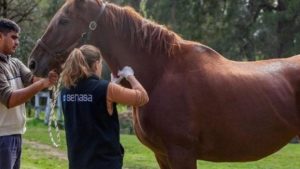 Confirman la muerte de dos animales por encefalomielitis equina en Roca
