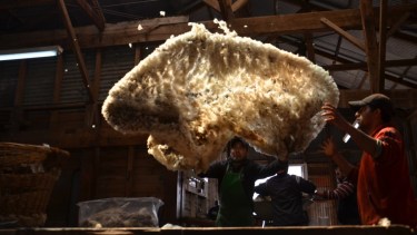 Lana. Su producción es una de las actividades más importantes en la Patagonia.