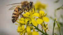 Imagen de La curiosa vida de los insectos que reconocen caras humanas