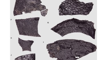 Superficie de impresiones que muestran una variación significativa en la morfología externa, el patrón y la distribución de las escamas epidérmicas. Foto: Current Biology.