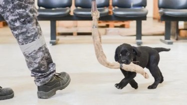 Los cachorros tienen dos meses.