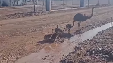 El emotivo gesto de un vecino con una familia de ñandúes. 