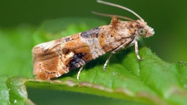 Lanzan la segunda alerta para controlar a una polilla capaz de arrasar con los viñedos de Neuquén