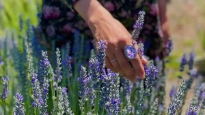 Hoy comienza el Festival de la Cosecha de la Lavanda, descubrí esta joya a 40 km de Bariloche