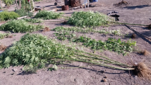 Tras un operativo en Regina, secuestraron 18 plantas de marihuana y un arma tumbera