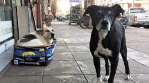 Imagen de Envenenamiento masivo en Corrientes: murieron al menos cien perros