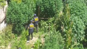 Desmantelaron una inmensa plantación de marihuana que iba a ser comercializada en Roca
