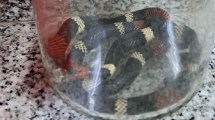 Imagen de Una serpiente venenosa mordió a gente en Centenario y armaron un operativo para salvarlas
