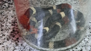 Ortíz Luna informó que hubo personas mordidas por una "víbora micrurus" en Centenario. (Instagram)