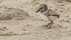 Cuidado: si circulás en ‘cuatri’ por las playas de Las Grutas, podés atropellar a estos pichoncitos