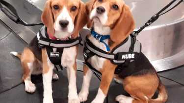 Nube y Brisca, las perras Beagle de Senasa entrenando en el aeropuerto de Bariloche