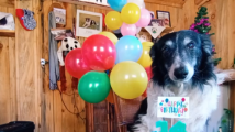 Imagen de Video | Pipo, el perro «motoquero»: estaba tirado en una zanja, lo salvó y ahora festeja 14 años a su lado