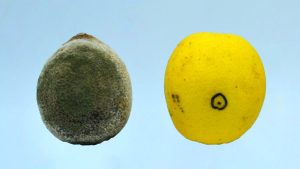 Mirá este invento del Conicet que preserva alimentos frescos para su consumo