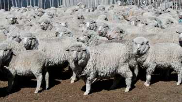 La lana de las ovejas rionegrinas son de alta calidad y un 90% de exportación.Foto Archivo