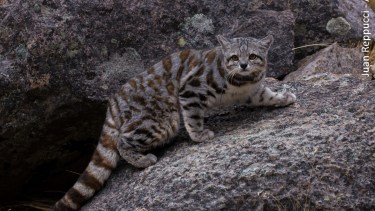 Foto: argentina.wcs.org | Juan Reppucci. 