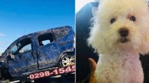 Imagen de Casi los mata rumbo a Las Grutas, este sábado: murió una perrita y ahora piden ayuda para encontrarlo