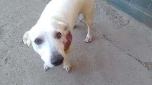 Solidaridad: una rescatista pide colaboración para saldar la cuenta de la veterinaria y así seguir ayudando perros callejeros