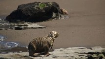 Imagen de Le sacaron un anzuelo a un lobo en La Loberia: piden responsabilidad en la pesca