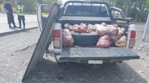 Imagen de Evadió un control en la Ruta 151 y lo atraparon llevando más de 400 kilos de carne de caballo a Neuquén