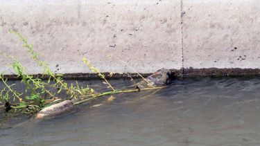 Aparecieron carpas muertas en el arroyo Durán de Neuquén, y lo alertaron vecinos. Foto: Cecilia Maletti. 
