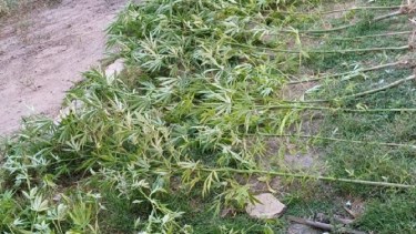 En el patio había 21 plantas de marihuana. Foto gentileza