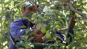 La fruticultura y una temporada con expectativas de mejorar
