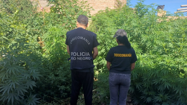 En total fueron secuestradas 82 plantas de marihuana. Foto: Gentileza.