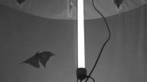 Imagen de Los insectos no se sienten atraídos hacia la luz: en realidad, intentan evitarla