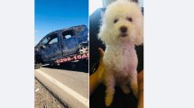 Imagen de Casi los mata rumbo a Las Grutas: la despedida de la familia a su perrita Nina
