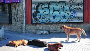 Dos investigadoras lanzan un censo canino en Bariloche