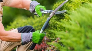 Roca: Preinscripciones abiertas para el curso de mantenimiento de parques y jardines