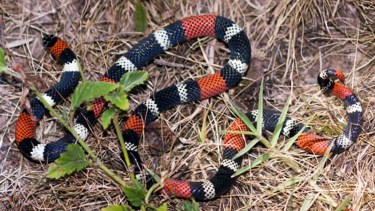 La serpiente coral es una de las más venenosas. 